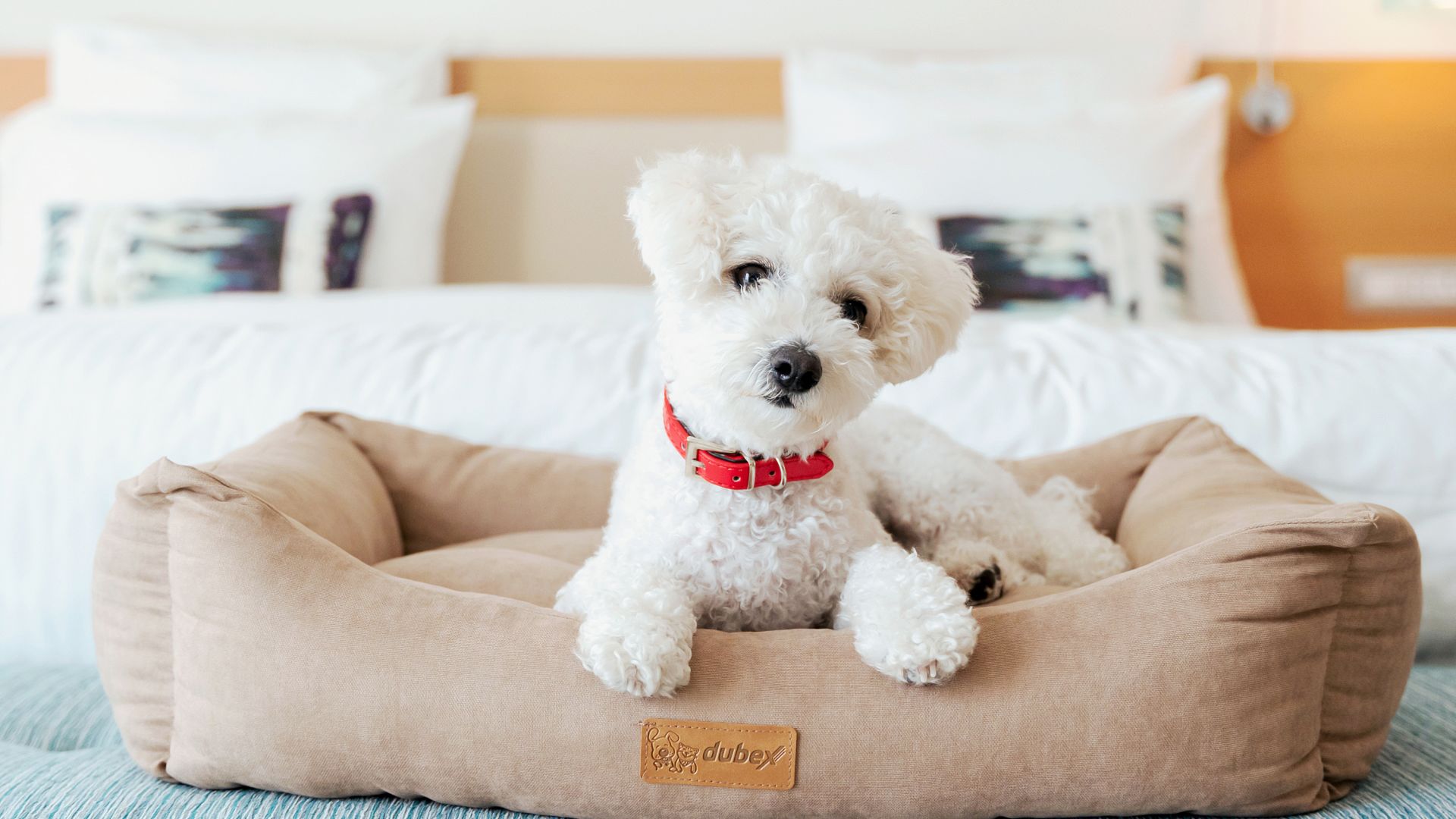A Teddy Bear Sits On A Pizza Box