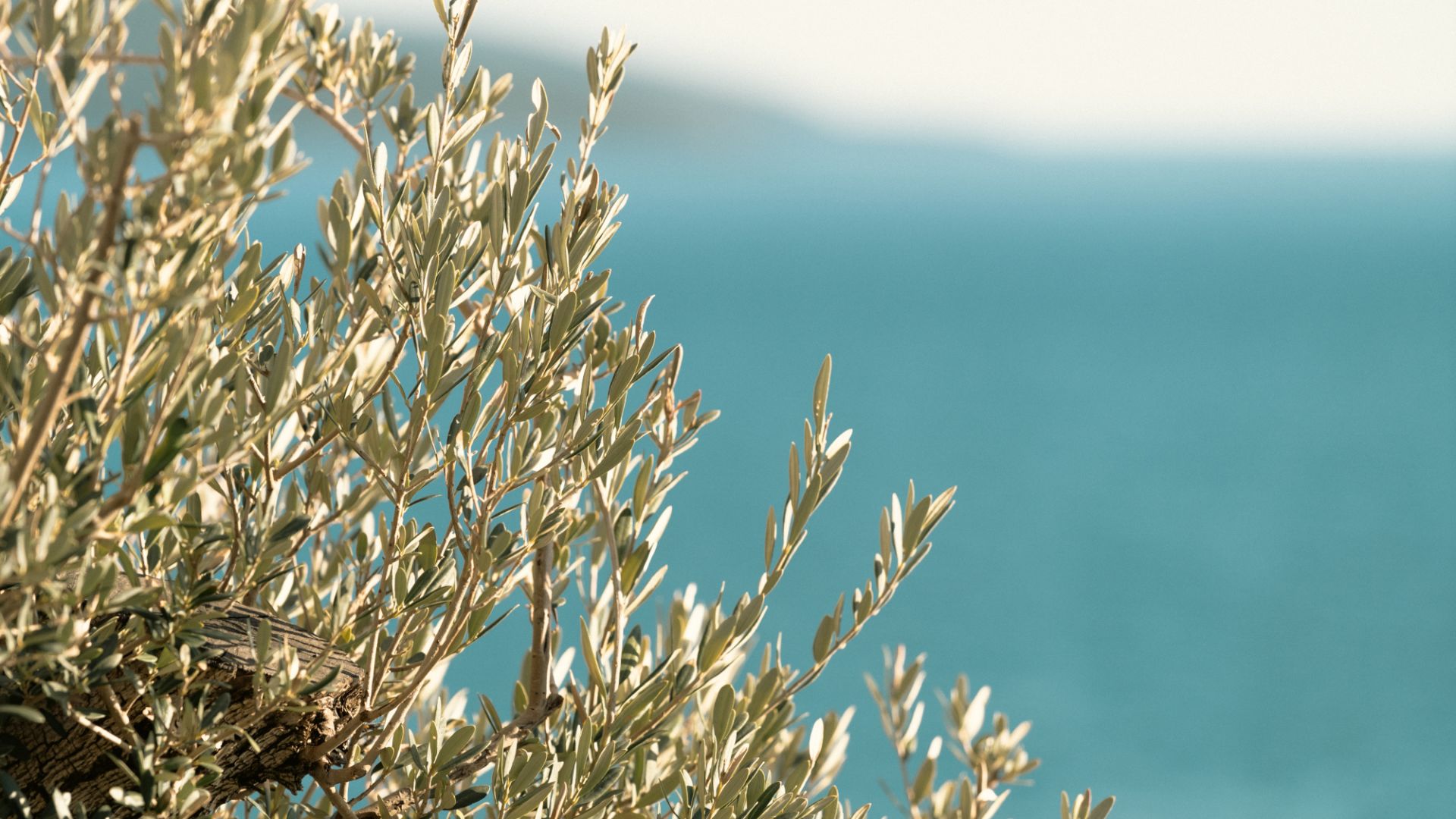 A Close Up Of A Plant
