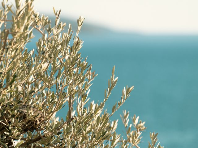 A Close Up Of A Plant